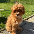 Zoja in Toffee